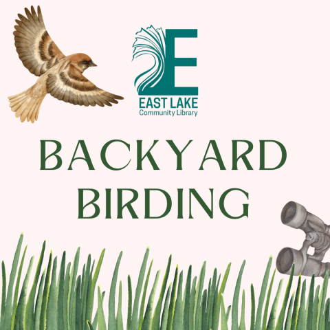 backyard birding